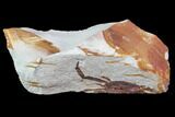 Partial Fossil Pea Crab (Pinnixa) From California - Miocene #85318-1